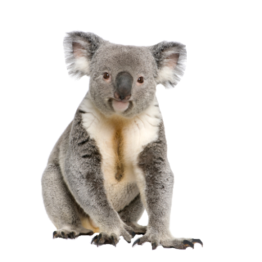 Koala Png   Koala Png Images - Koala, Transparent background PNG HD thumbnail