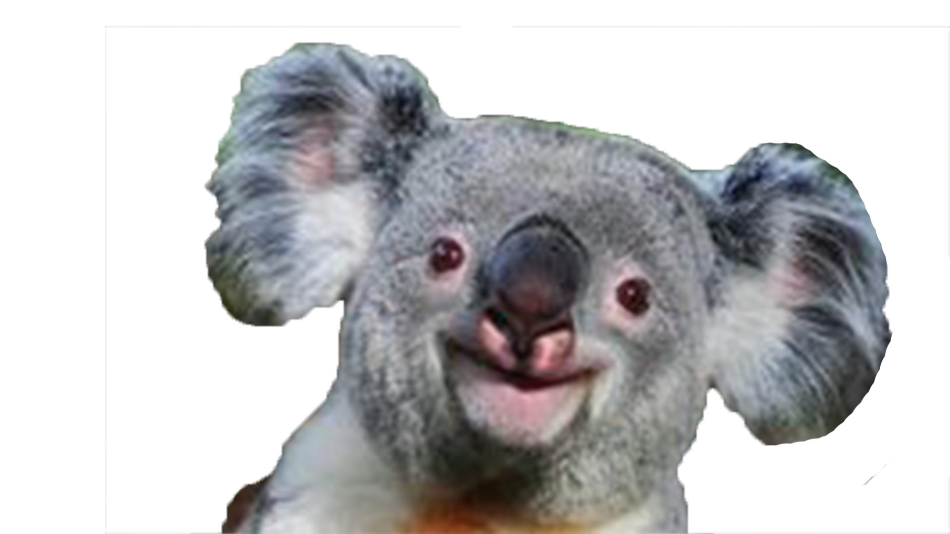 cartoon koala bear images