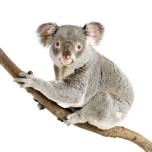 Image Result For Watercolour Paintings Of Koalas - Koala, Transparent background PNG HD thumbnail