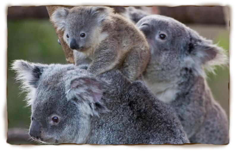 Koala 55 - Koala, Transparent background PNG HD thumbnail