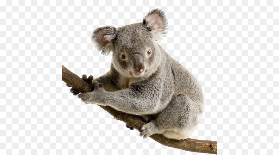 Koala Bear Giant Panda Cuteness   Koala Png - Koala, Transparent background PNG HD thumbnail