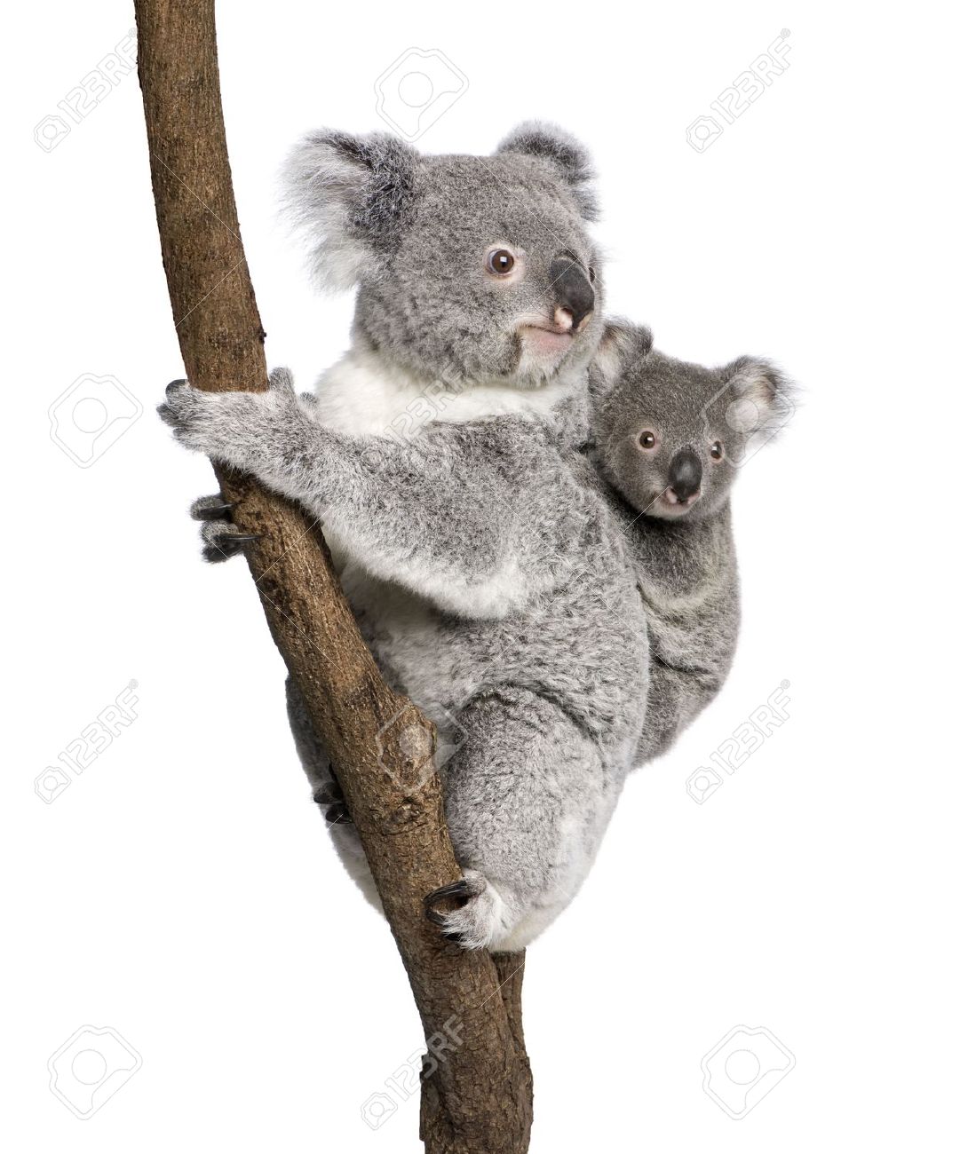 Koala Bears Climbing Tree, 4 Years Old And 9 Months Old, Phascolarctos Cinereus, - Koala, Transparent background PNG HD thumbnail