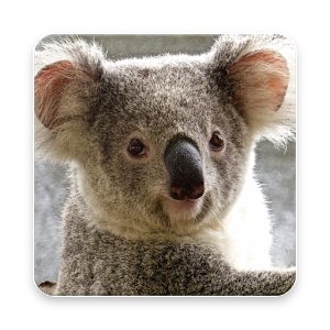 Koala Wallpaper Hd - Koala, Transparent background PNG HD thumbnail