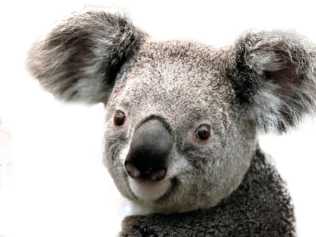 Pluspng Pluspng Pluspng.com Koala.png Pluspng Pluspng Pluspng.com   Koala Png Images . - Koala, Transparent background PNG HD thumbnail