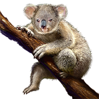 File:huge Item Koala 01.png - Koala Images, Transparent background PNG HD thumbnail