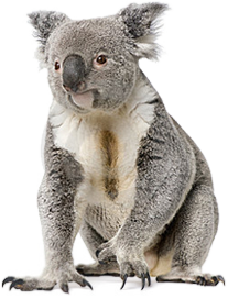 Koala Png - Koala Images, Transparent background PNG HD thumbnail