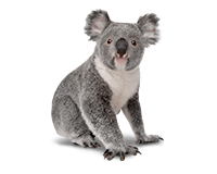Koalarotator.png - Koala Images, Transparent background PNG HD thumbnail