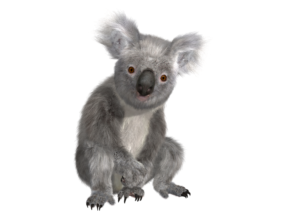 Free Illustration: Koala, Animal, Nature, Cuddly   Free Image On Pixabay   1313374 - Koala Tree, Transparent background PNG HD thumbnail