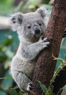 Koala In Tree Taken By Isaac Wishart - Koala Tree, Transparent background PNG HD thumbnail