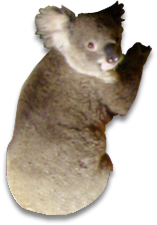 Port Macquarie Web Design - Koala Tree, Transparent background PNG HD thumbnail