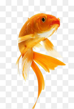 Cute Goldfish, Goldfish, Fish, Golden Png Image - Koi Fish, Transparent background PNG HD thumbnail