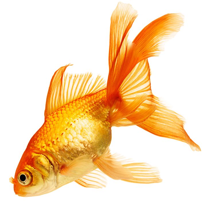 Drawn Goldfish Golden Fish #2 - Koi Fish, Transparent background PNG HD thumbnail