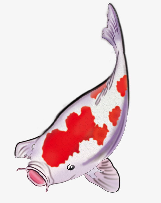 Koi, Fish, Realistic Fish Free Png And Psd - Koi Fish, Transparent background PNG HD thumbnail