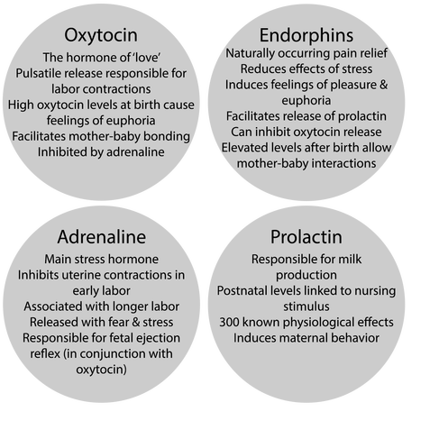 Hormones Labor Birth Oxytocin.png - Labor Birth, Transparent background PNG HD thumbnail