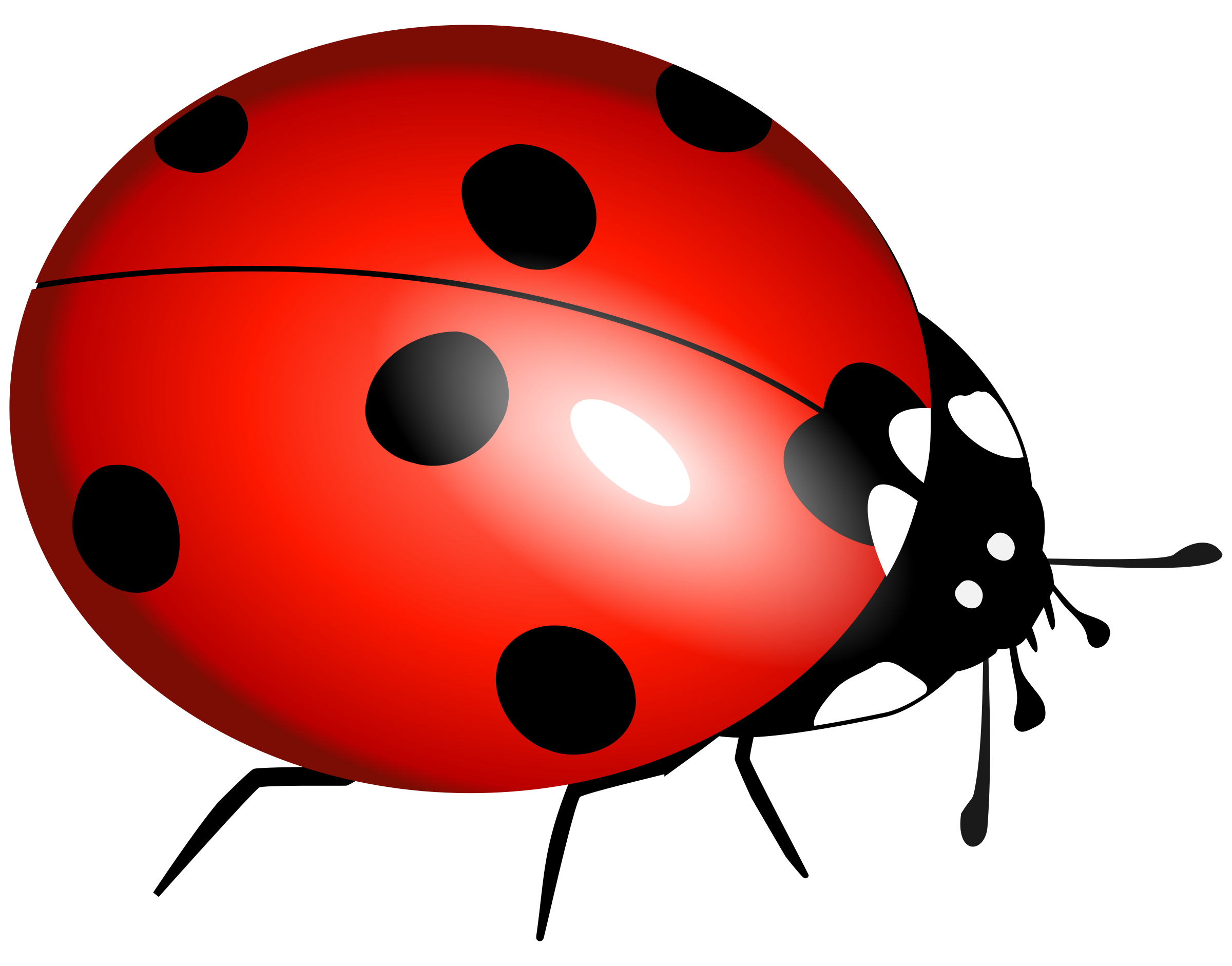 Cartoon Ladybug Png - Ladybug, Transparent background PNG HD thumbnail