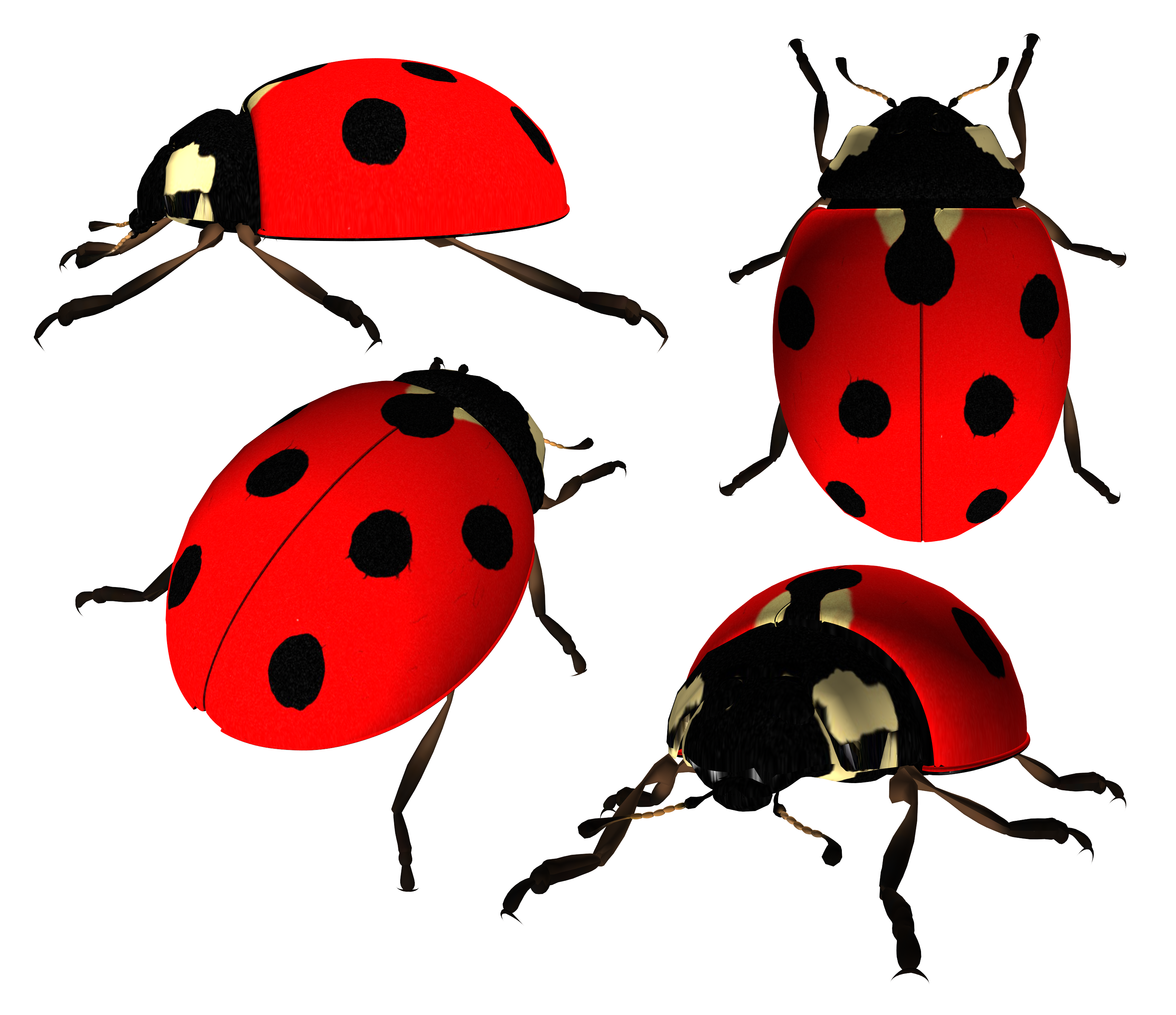 Ladybug Png Image - Ladybug, Transparent background PNG HD thumbnail