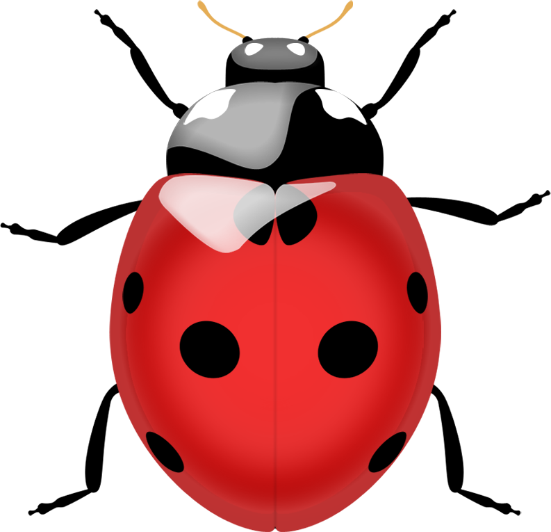 Ladybug Png Image - Ladybug, Transparent background PNG HD thumbnail