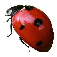 Ladybug Png Image Png Image - Ladybug, Transparent background PNG HD thumbnail