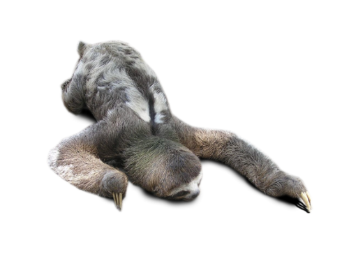 Layouts Transparent Sloth Tumblr - Sloth, Transparent background PNG HD thumbnail