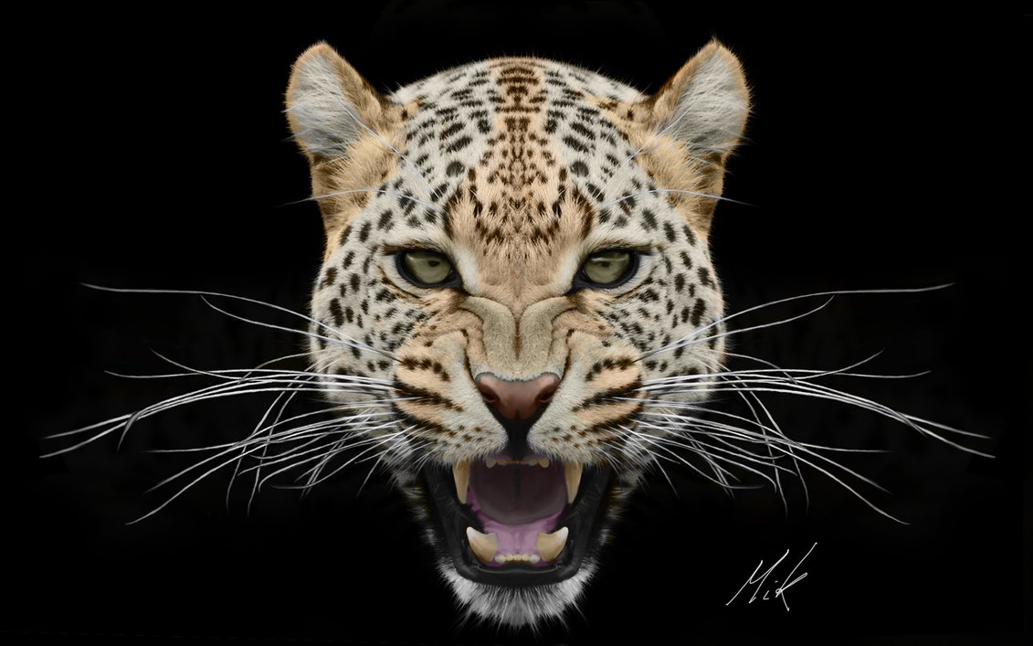 Leopard, Head, Portrait, Vect