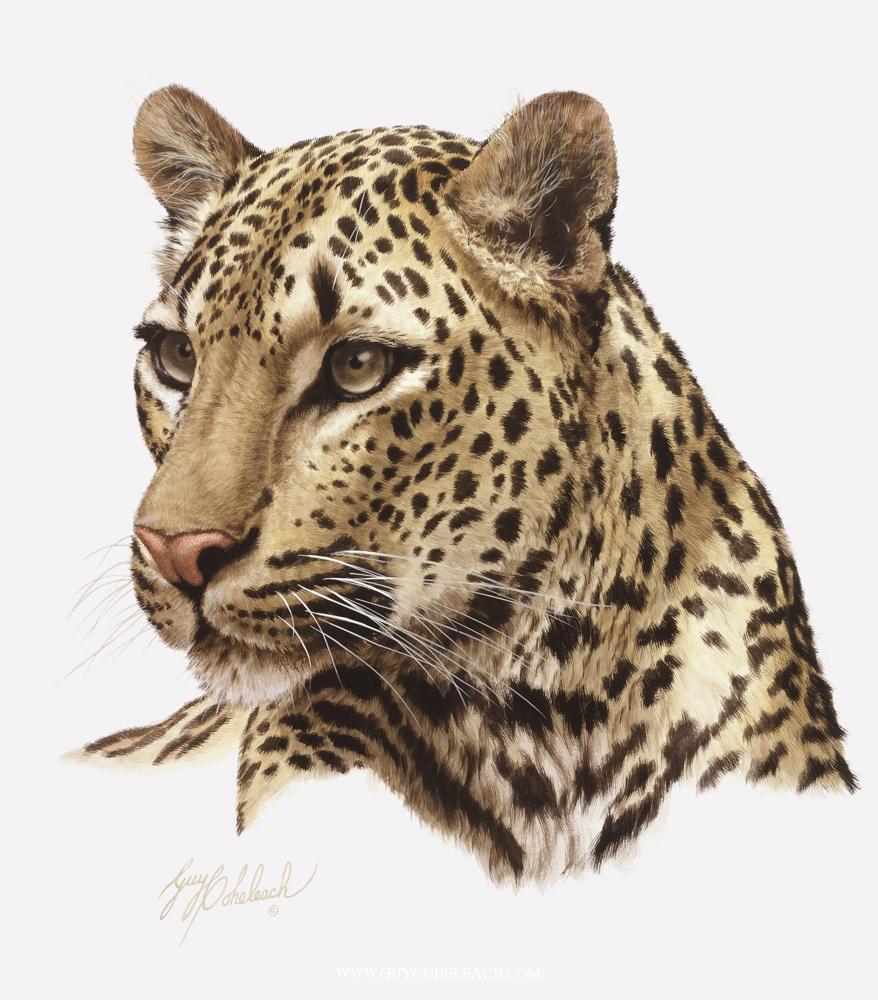 Paintings - Leopard Face, Transparent background PNG HD thumbnail