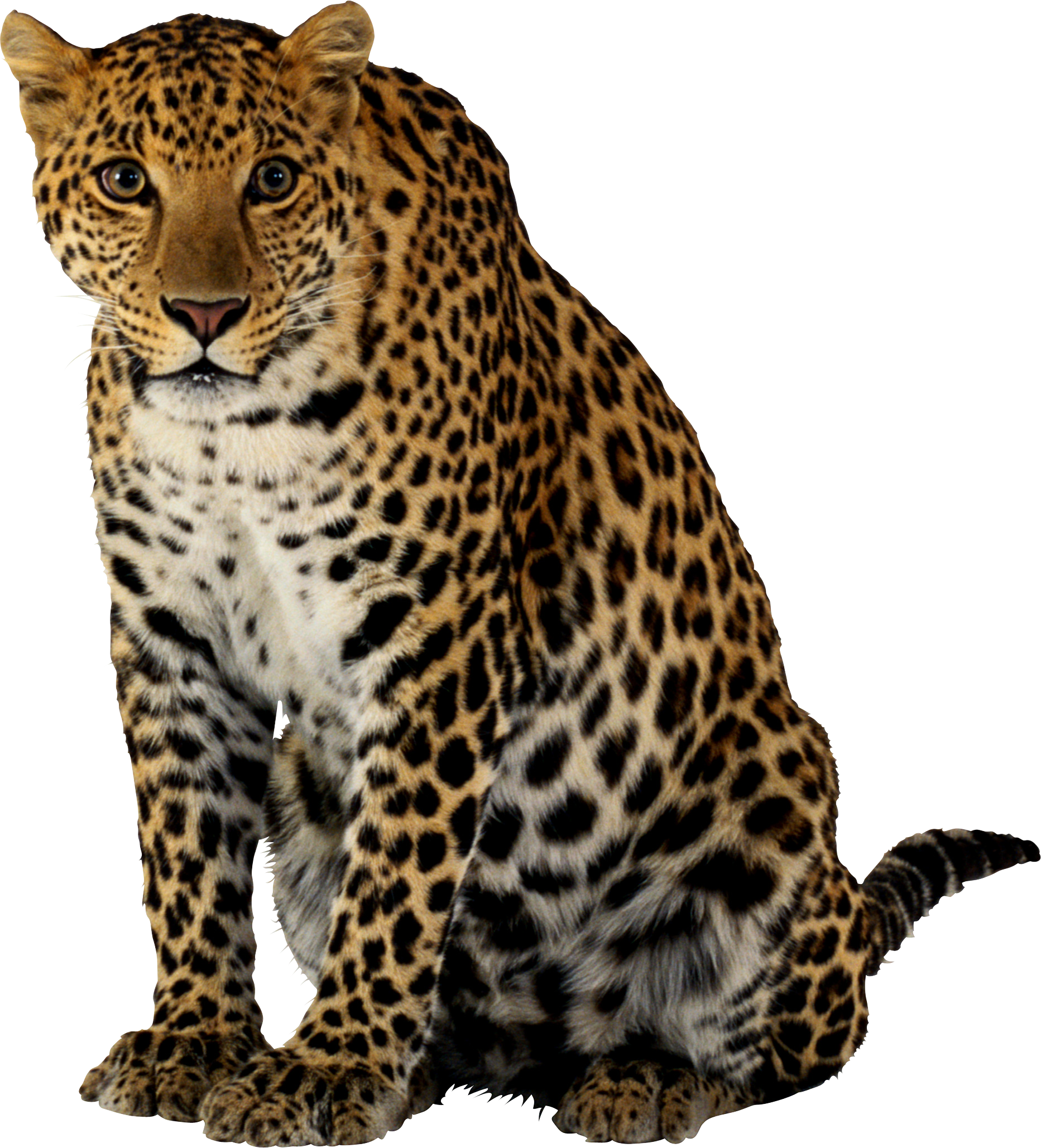 Leopar Png Resimleri   Leopard Png Fotos - Leopard, Transparent background PNG HD thumbnail