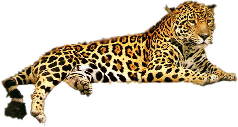 Leopard Free Download Png Png Image - Leopard, Transparent background PNG HD thumbnail