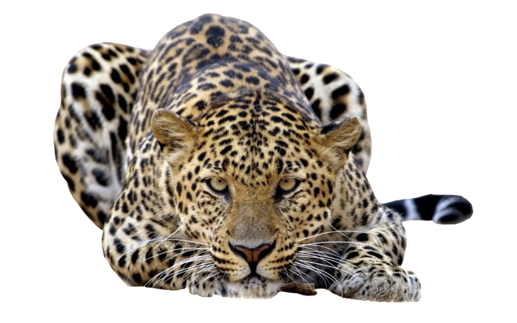 Leopard Png - Leopard, Transparent background PNG HD thumbnail
