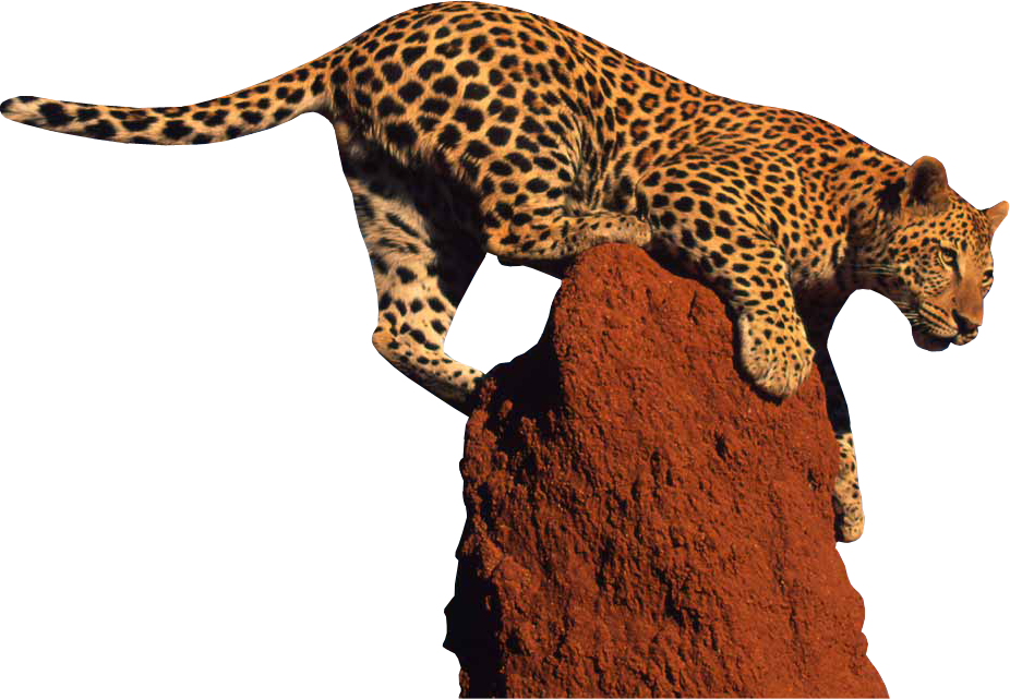Leopard Png Clipart - Leopard, Transparent background PNG HD thumbnail