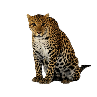 Leopard Png Clipart Png Image - Leopard, Transparent background PNG HD thumbnail