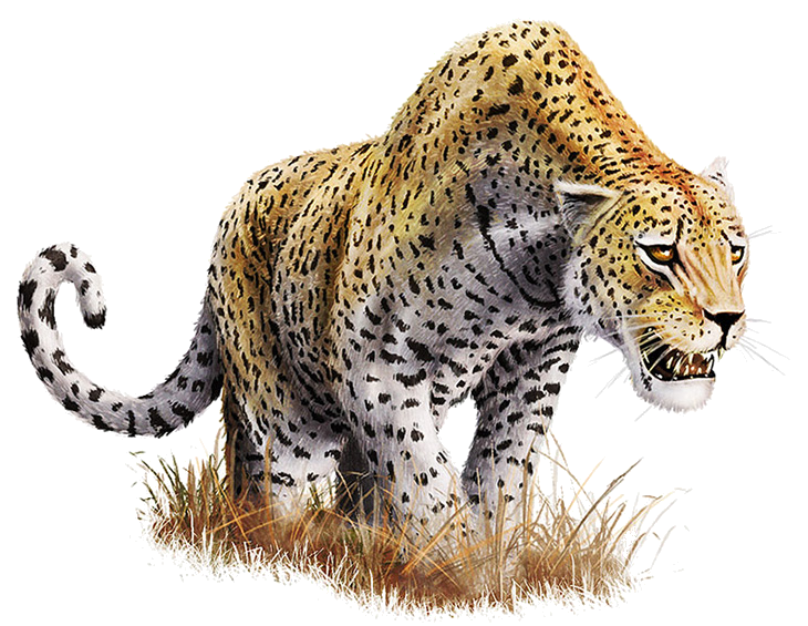 Leopard Transparent Background - Leopard, Transparent background PNG HD thumbnail