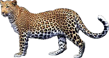 Leopard Png - Leopard, Transparent background PNG HD thumbnail