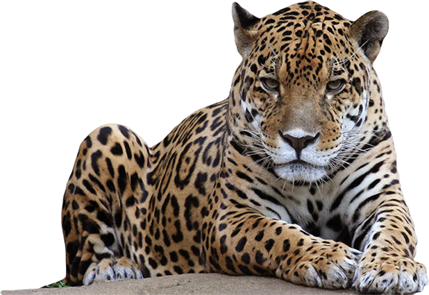 leopard PNG by fenida leopard
