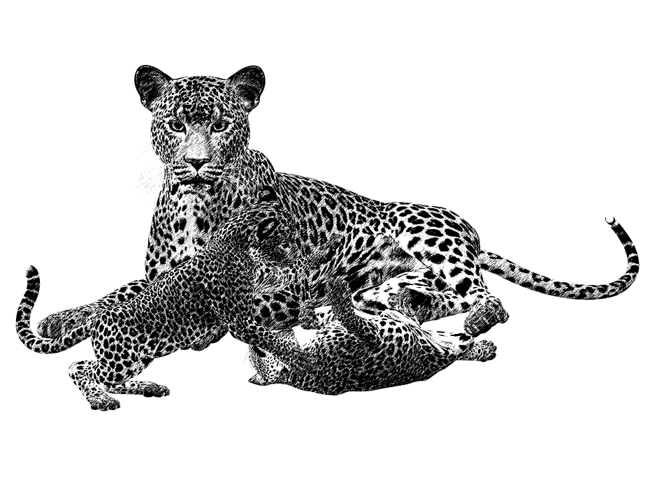 Cheetah, Black And White, Cat, Predator, Big Cat - Leopard Black And White, Transparent background PNG HD thumbnail