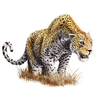 Leopard Download Png Png Image - Leopard, Transparent background PNG HD thumbnail