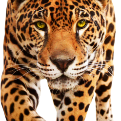Leopard Free Hd Png 248X248   Leopard Png Transparent Free Images - Leopard, Transparent background PNG HD thumbnail
