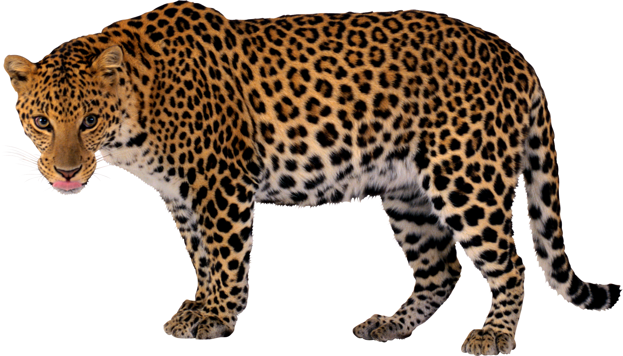 Leopard Picture Png Image - Leopard, Transparent background PNG HD thumbnail