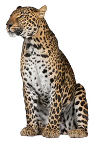 Similar Leopard PNG Image