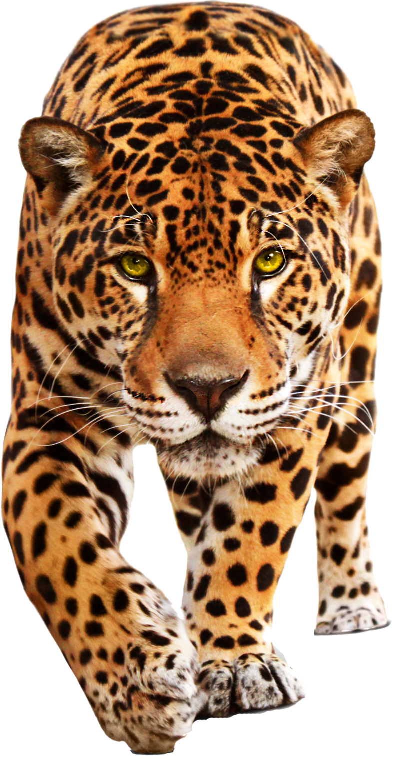Similar Leopard PNG Image
