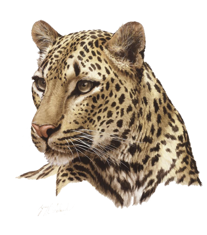 Leopard PNG Transparent Image