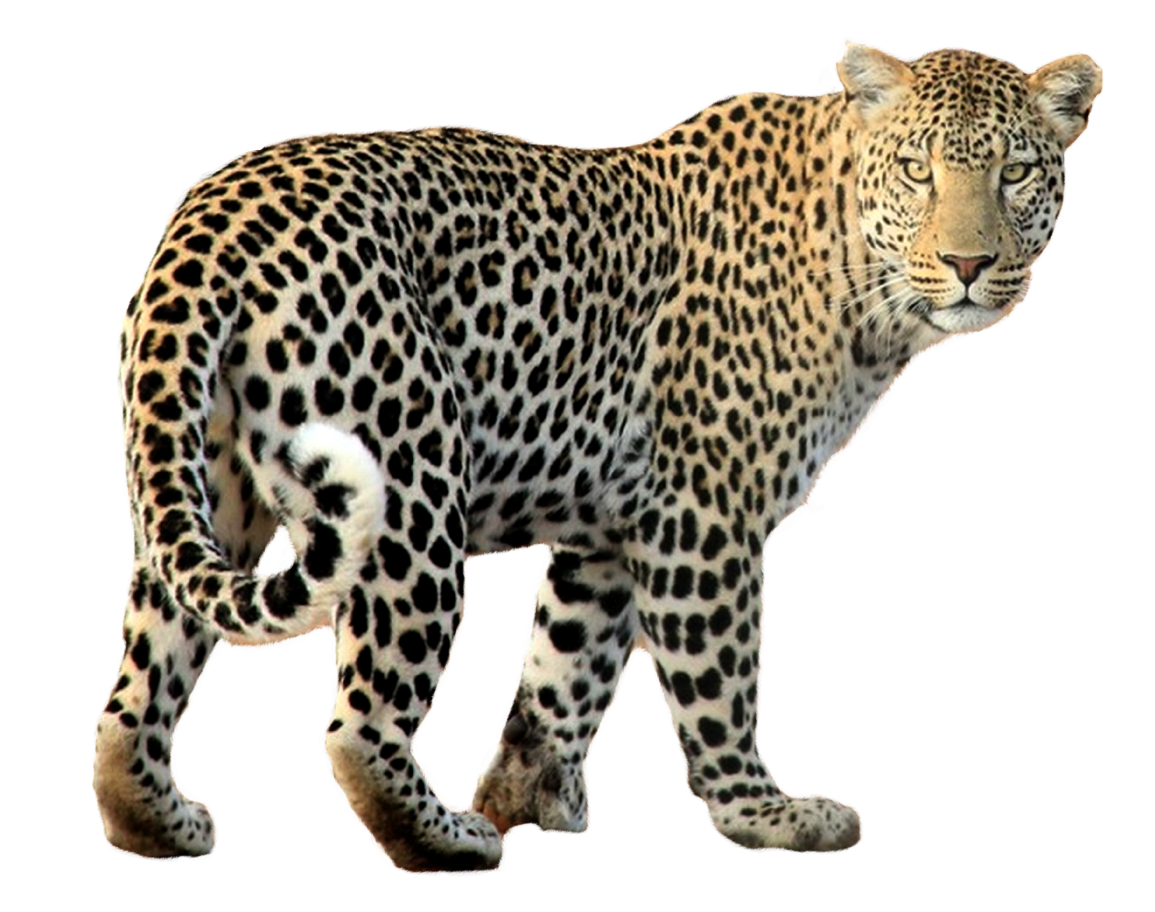 Leopard PNG Transparent Image, Leopard PNG - Free PNG