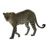 Leopard PNG Transparent Image