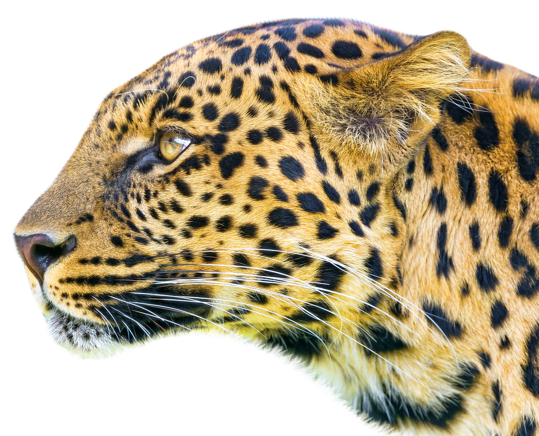 Leopard Png Transparent Image - Leopard, Transparent background PNG HD thumbnail