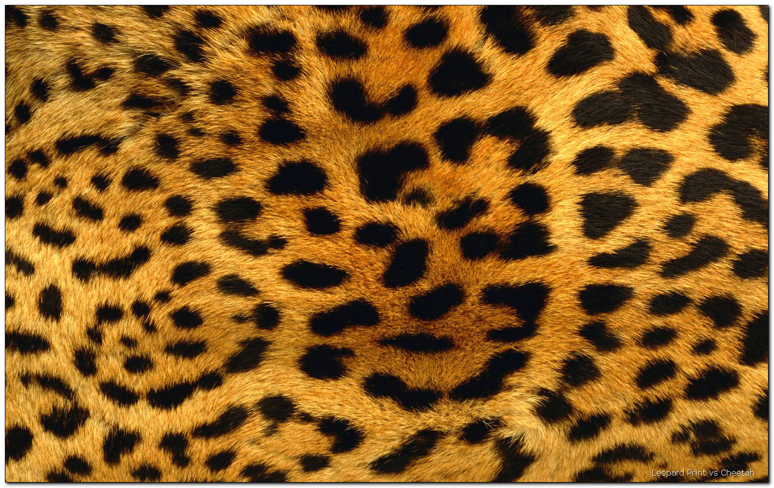 Cheetah Print U2013 - Leopard Print, Transparent background PNG HD thumbnail