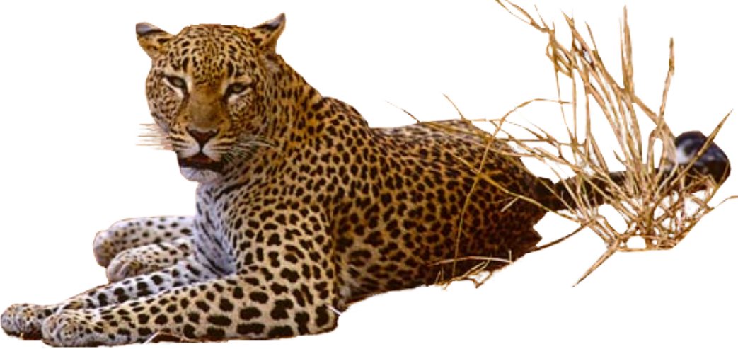 Leopard Transparent Png - Leopard, Transparent background PNG HD thumbnail