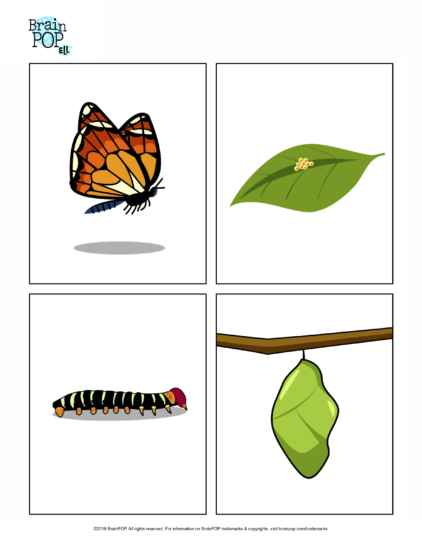 Butterfly Life Cycle Images - Life Cycle Of A Butterfly, Transparent background PNG HD thumbnail