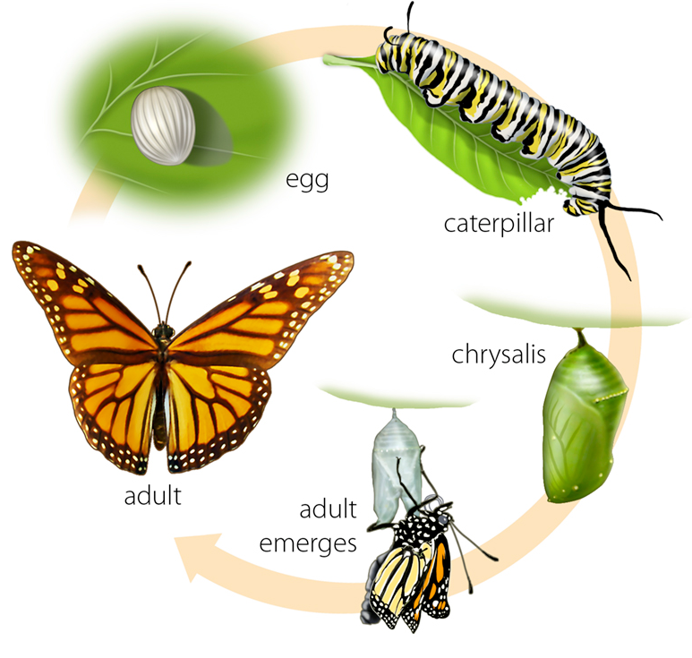 Life Cycle Of A Butterfly Png - Butterfly Life Cycle. Put On Desks As A Reference Until The Test., Transparent background PNG HD thumbnail