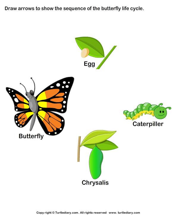 Butterfly life cycle. Put on 