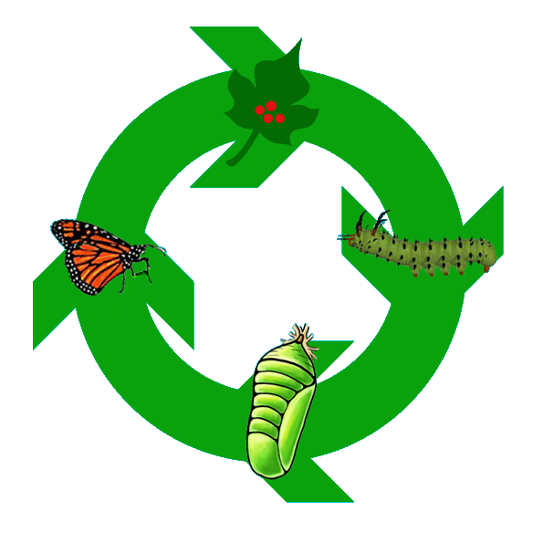 The Life Cycle Of A Butterfly Hdpng.com  - Life Cycle Of A Butterfly, Transparent background PNG HD thumbnail