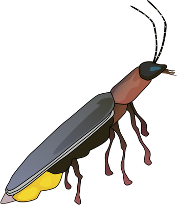 Lightning Bug Png - Drawn Insect Lightning Bug #10, Transparent background PNG HD thumbnail